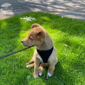 Meet your Posher, Bonnie